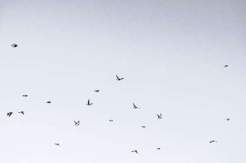 Безкоштовне стокове фото на тему «група, зграя птахів, небо»
