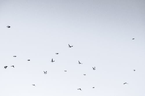 Flock of Birds Flying Under Blue Sky