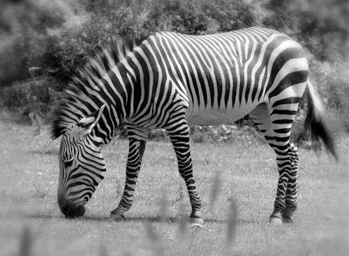 Free Grayscale Photo of a Zebra Eating Grass Stock Photo