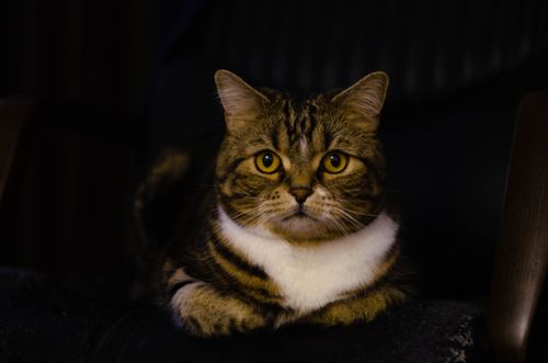 Free A cute tabby cat with striking eyes resting indoors, captured in a serene pose. Stock Photo
