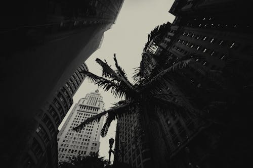 Free Palm Trees in Between Concrete Buildings Stock Photo