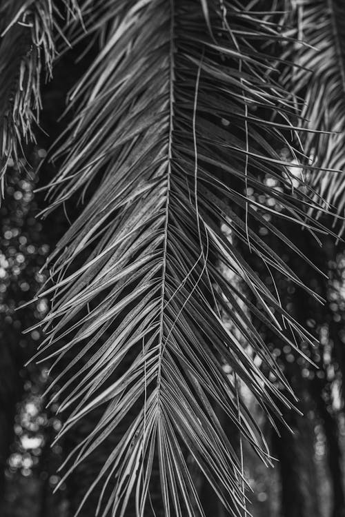 垂直拍摄, 棕櫚樹葉, 灰度摄影 的 免费素材图片