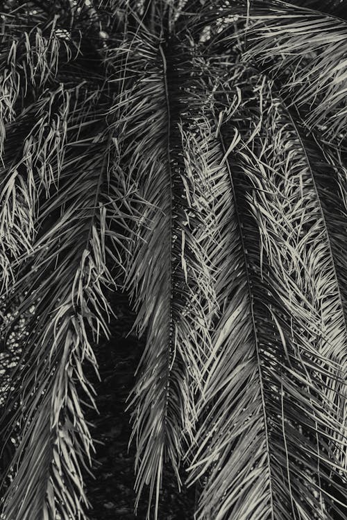 Grayscale Photo of a Palm Tree
