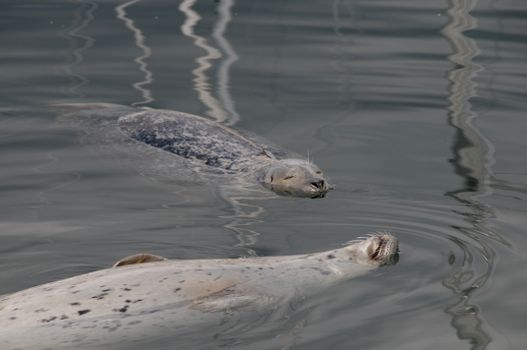 Two harbor seals float calmly on the water surface in Vancouver, reflecting peacefulness.