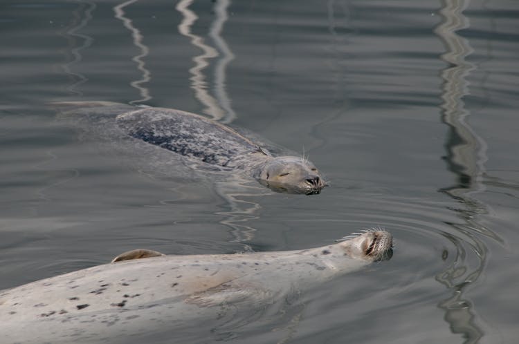 Seals Swimming On Clear Waters