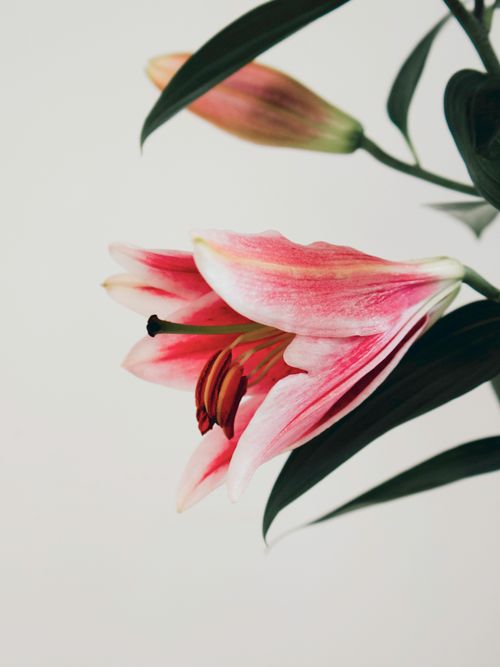 Free Beautiful close-up of a pink lily with green leaves, capturing floral elegance. Stock Photo