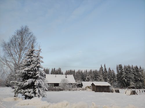 Photos gratuites de arbres, couvert de neige, froid