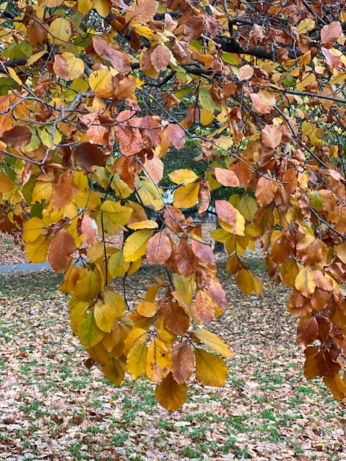 Brown and Yellow Leaves on a Tree