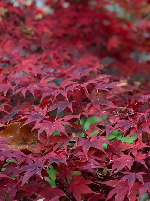 Gratis stockfoto met bladeren, detailopname, herfst