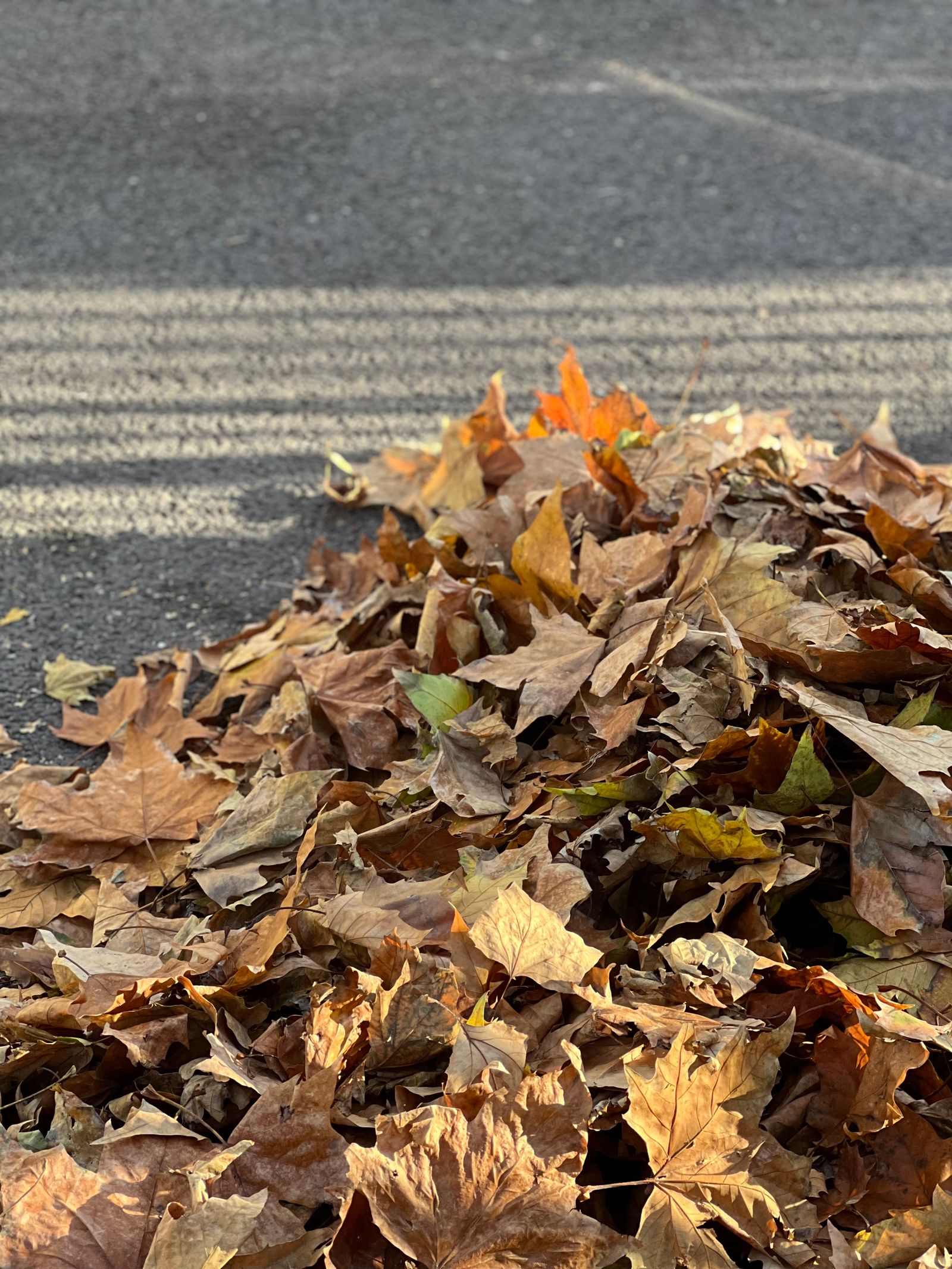 Pile of autumn leaves cleared from a yard
