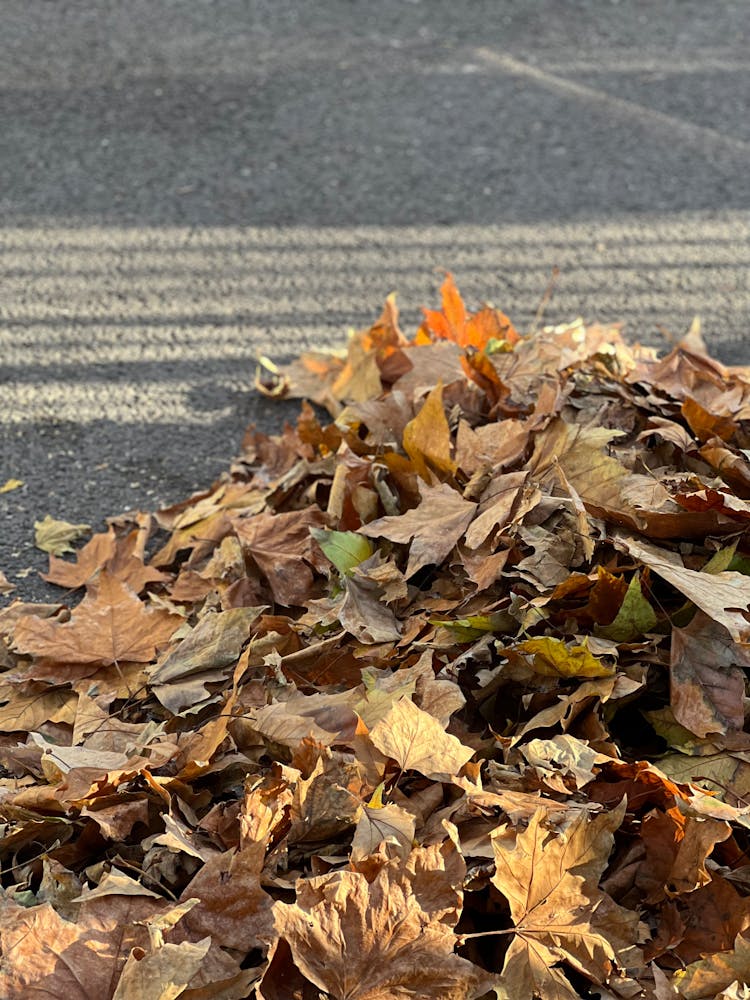 Pile Of Autumn Leaves