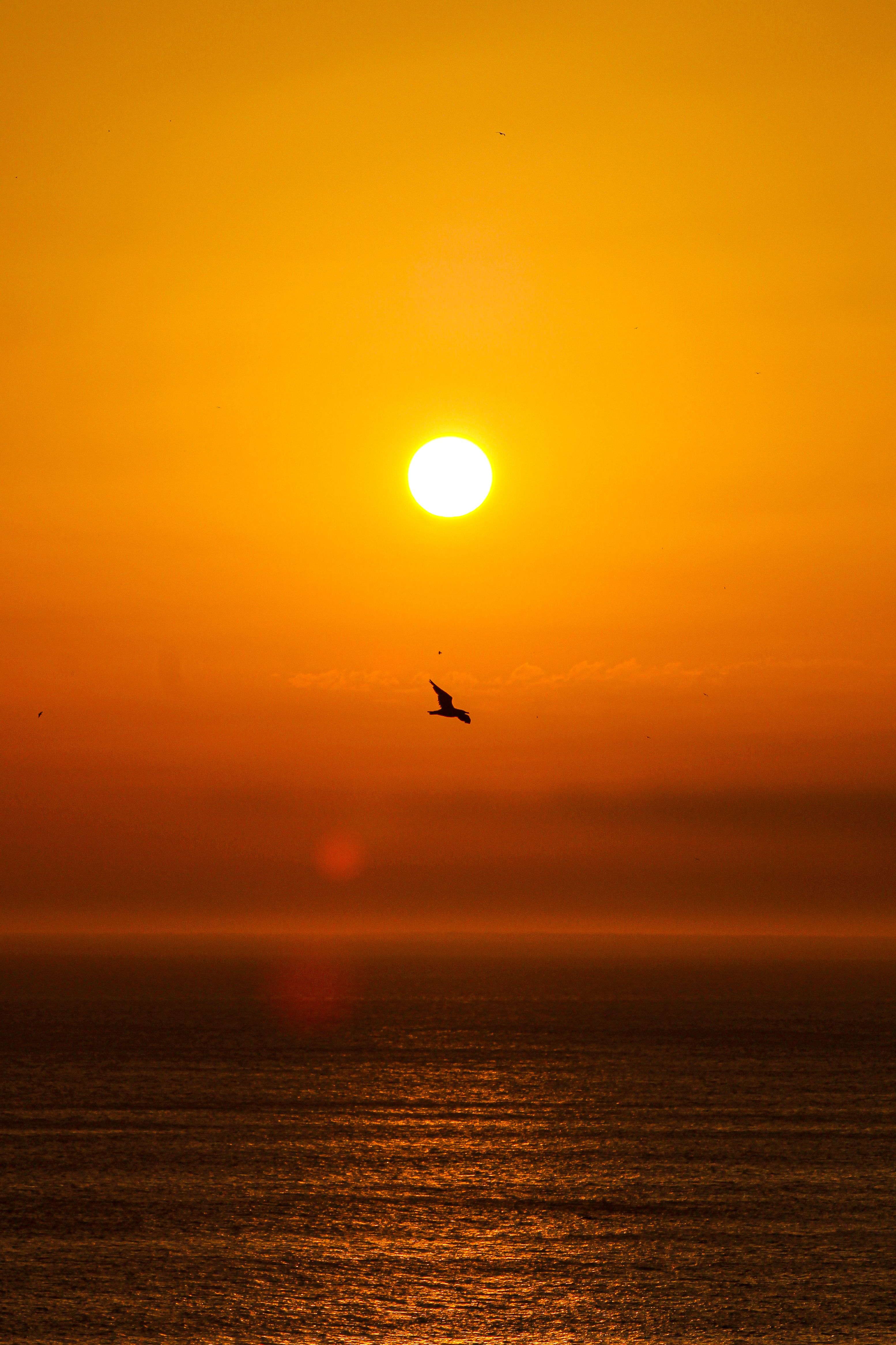 Silhouette of Bird Flying over the Sea during Sunset · Free Stock Photo