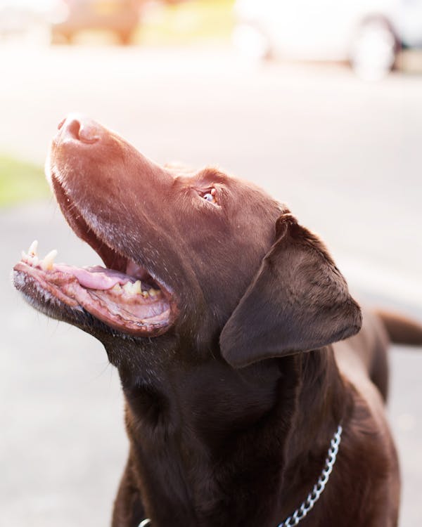 Gratis Labrador Retriever Chocolate Con Collar De Cadena De Acero Inoxidable Foto de stock
