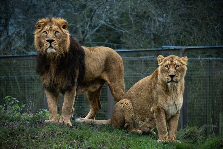 Lion And Lioness In A Gated Space