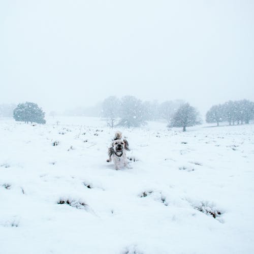 White and Brown Dog on Snow Covered Ground