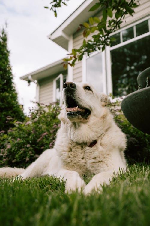 A White Long Coated Dog Lying on Green Grass