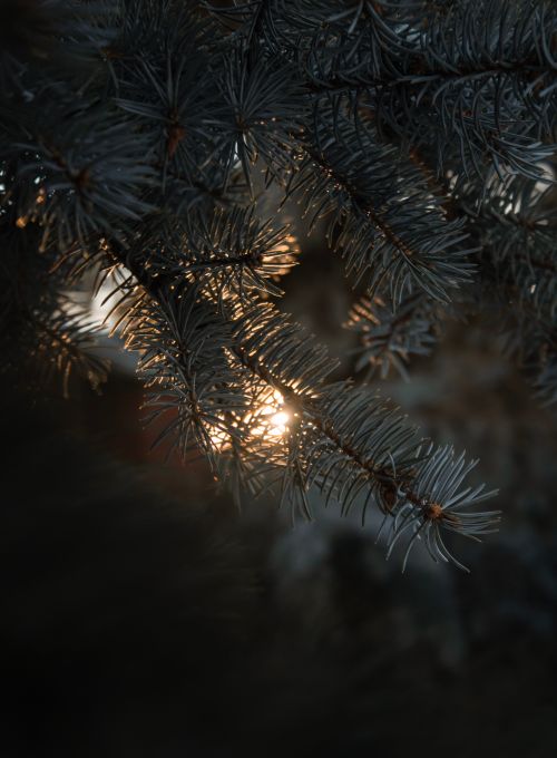 Free Close-up of pine branches with sunlight streaming through, creating a tranquil atmosphere. Stock Photo