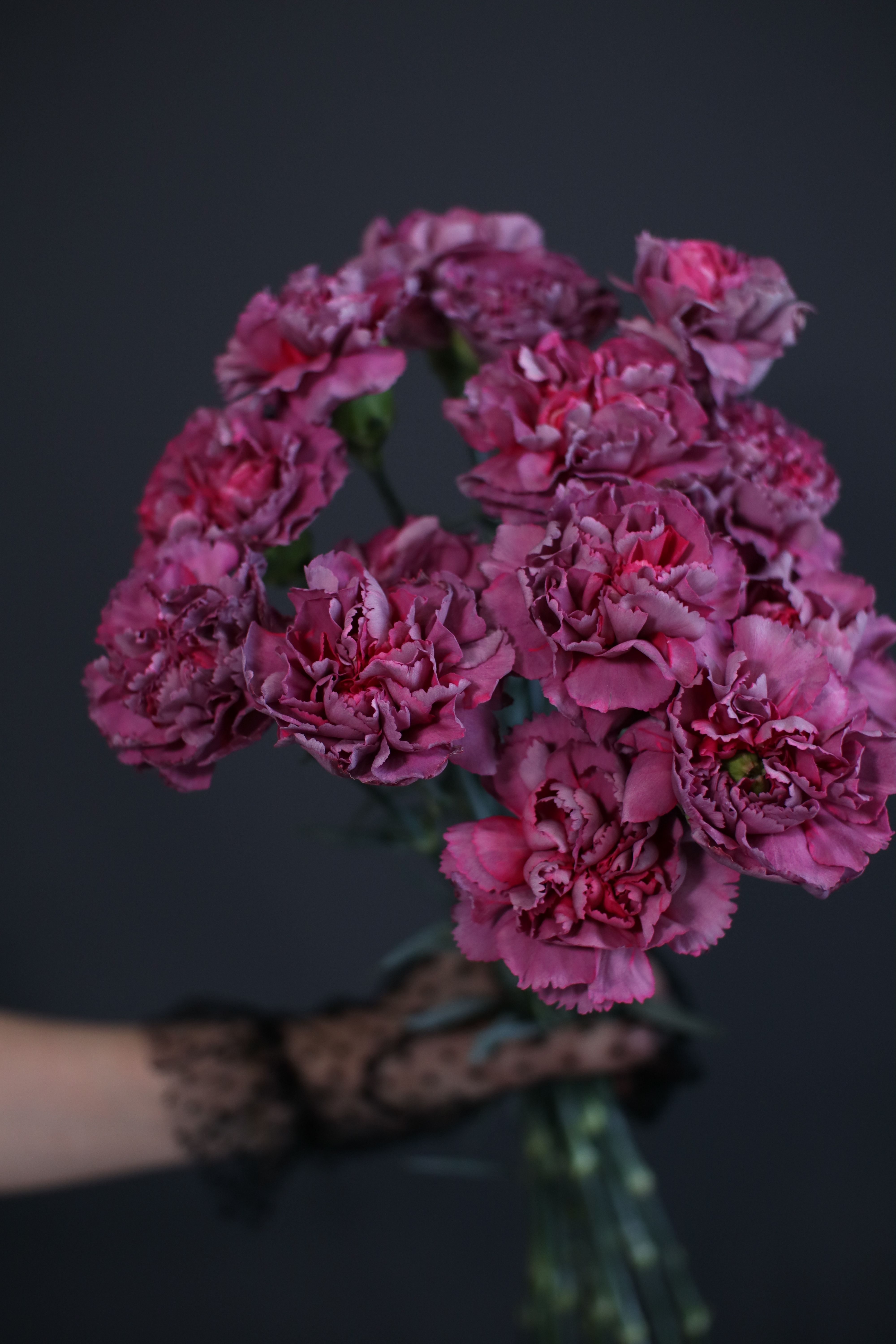 A delicate bouquet of vibrant pink carnations held by a hand in lace glove.