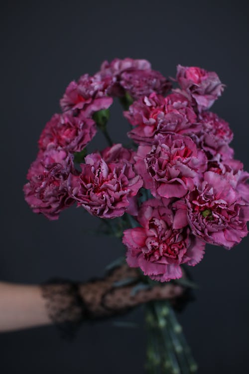 Free A Person Holding a Carnation Flowers Stock Photo