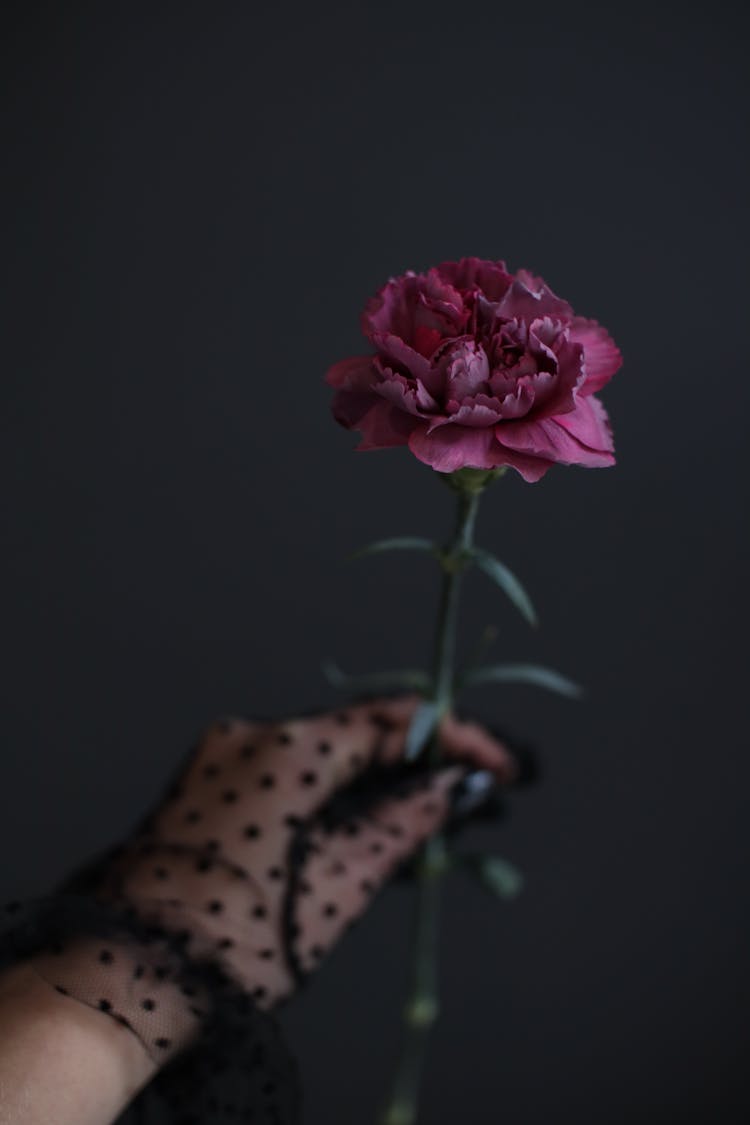 A Person Wearing A Black See Through Glove Holding A Pink Flower