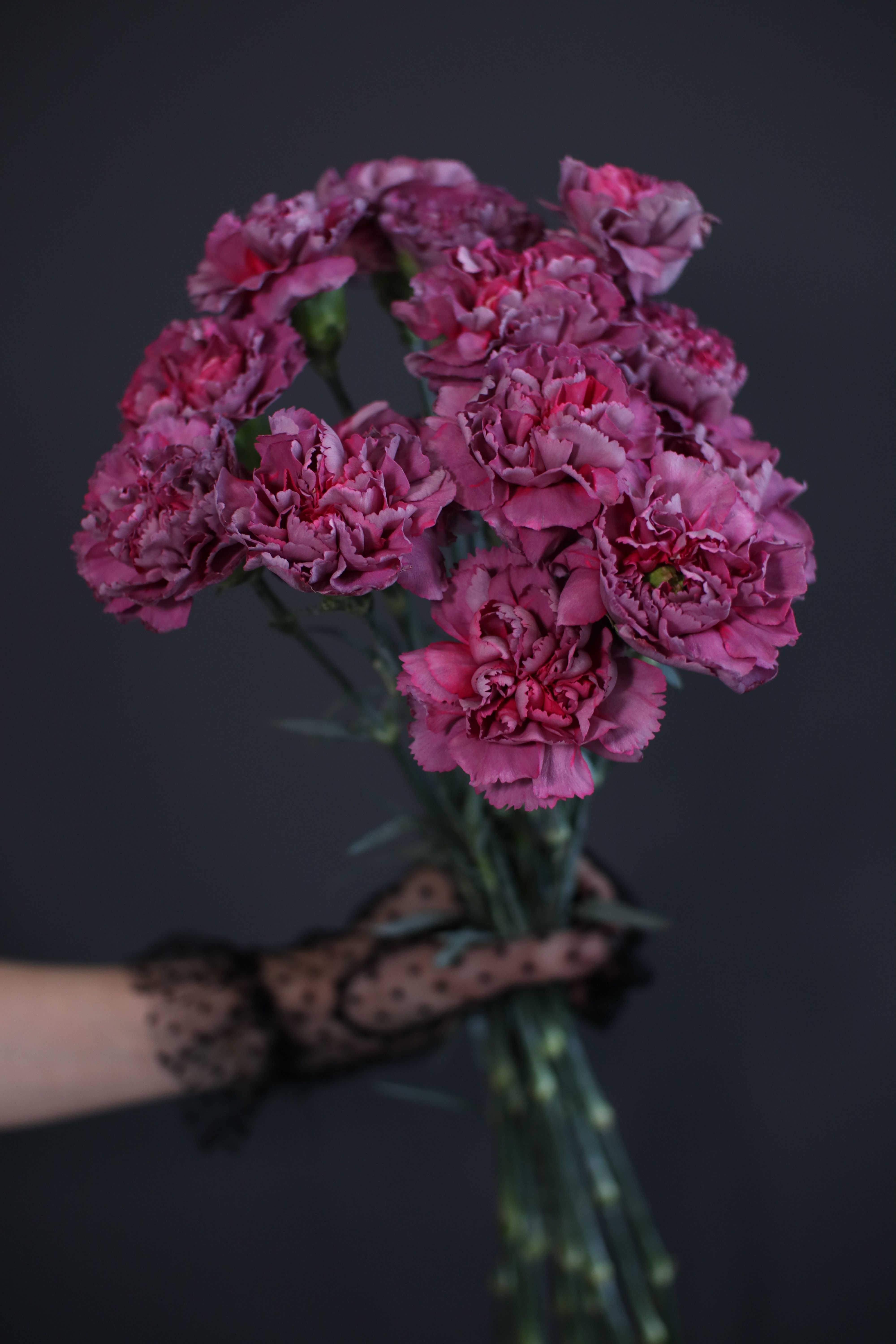 Beautiful bouquet of lavish pink carnations held by a hand in a lace glove against a dark backdrop.