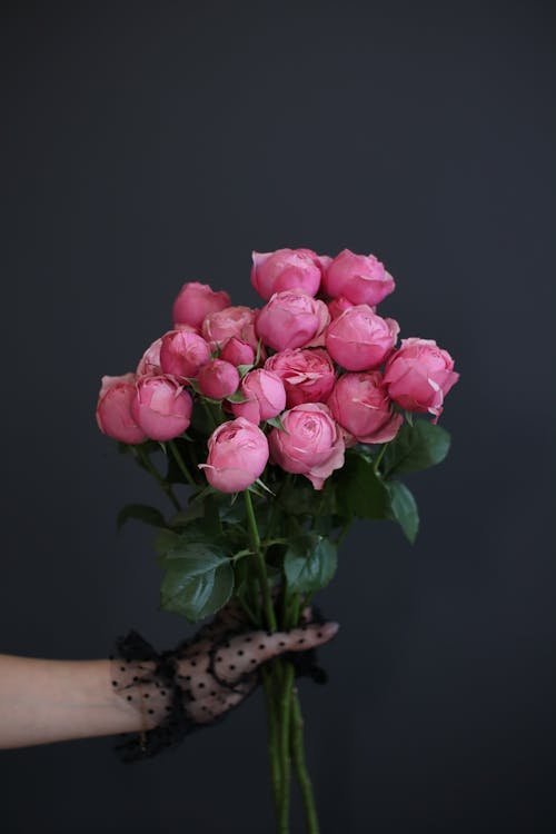 A Person Holding Pink Roses with Green Leaves