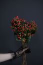 Hand Holding a Bunch of Red Hypericum Berries in Woody Stems
