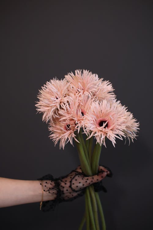 Free A Person Holding Spider Gerbera Flowers Stock Photo