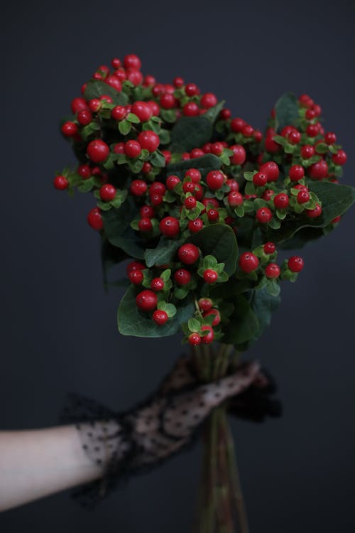 Foto profissional grátis de buquê, frutas vermelhas, holding