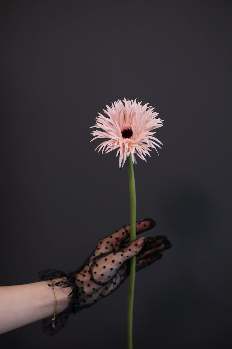 A Person Holding A Stem Of Pink Daisy Flower