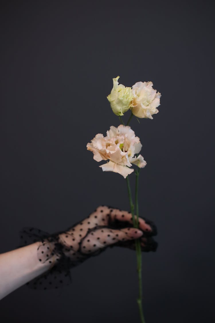 A Hand Holding Stems Of Carnation Flowers