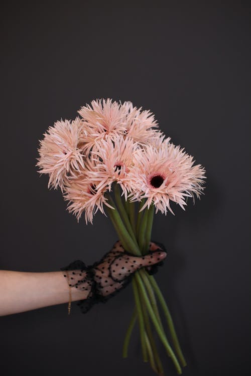 Free Person Holding Light Pink Flowers Stock Photo