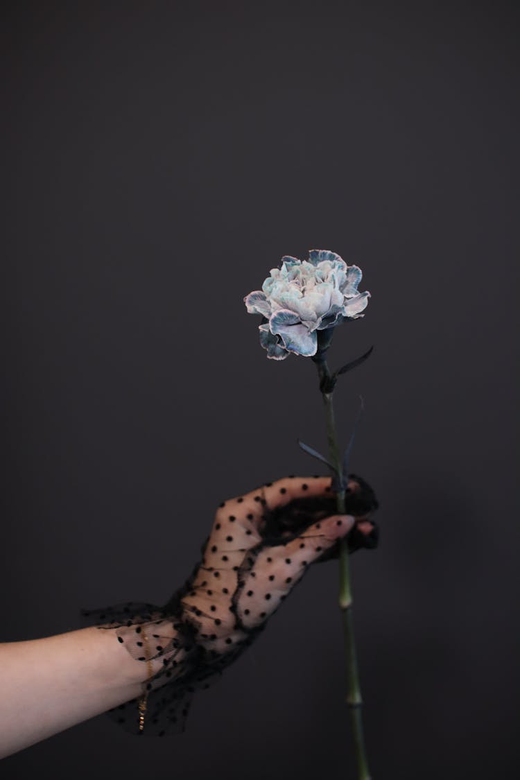 A Person Wearing A Black See Through Gloves Holding White And Blue Flower