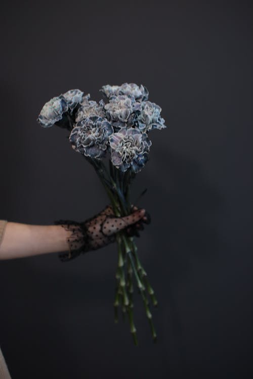 Free Foto stok gratis anyelir, background hitam, bunga-bunga indah Stock Photo