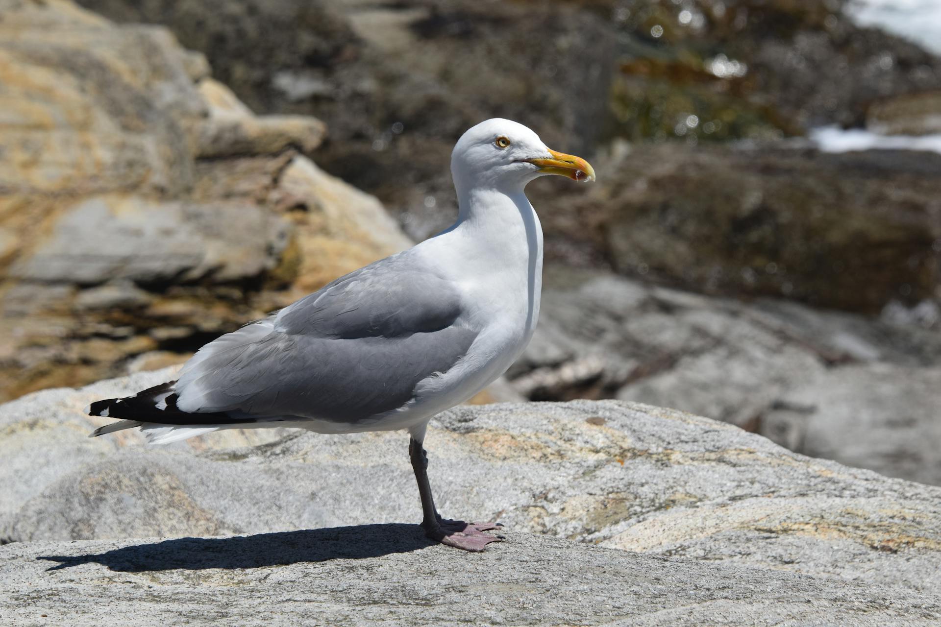 Close-up of a seagull standing on a rocky shore in Rhode Island during the day.