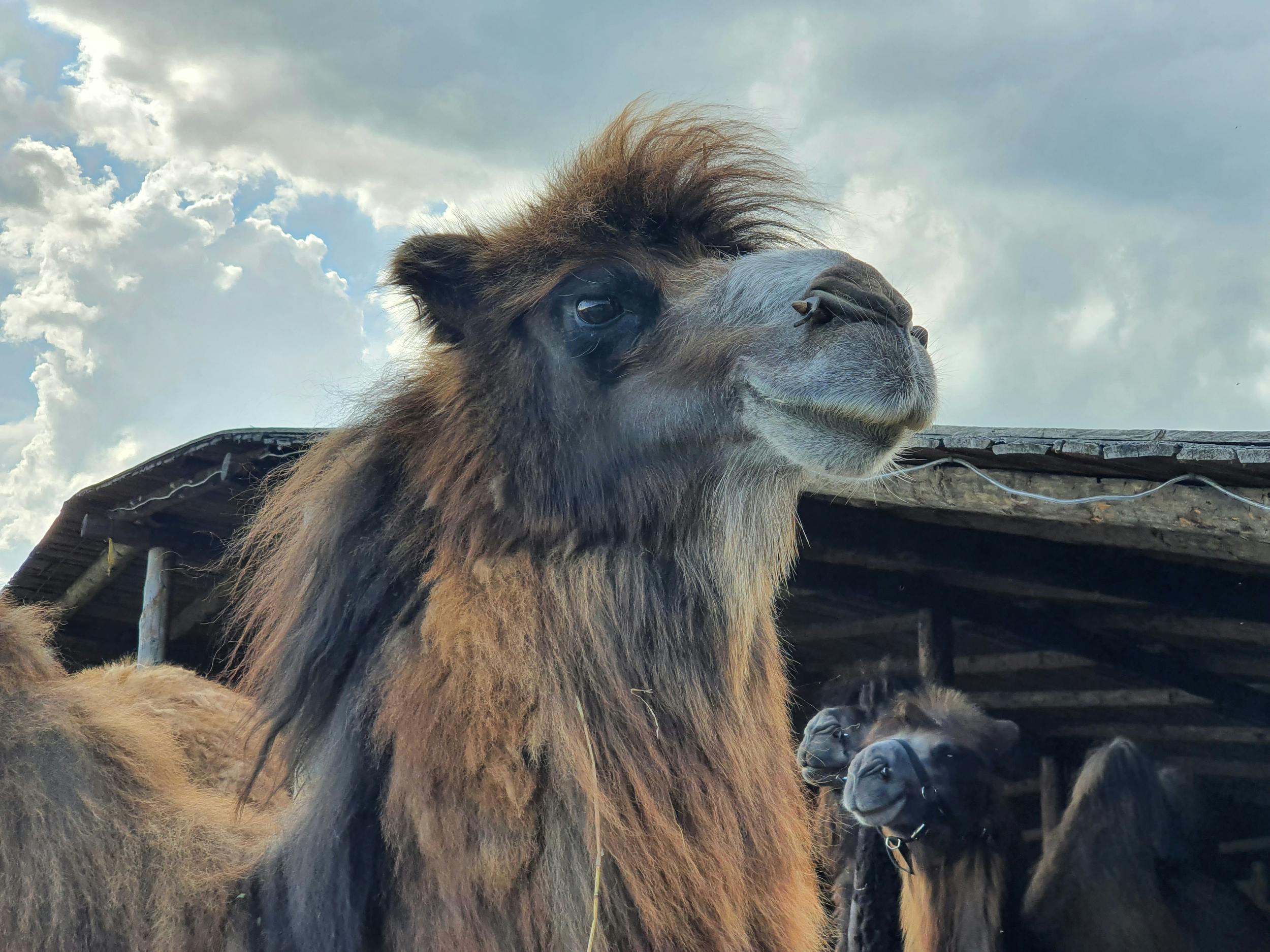 Фотографии животного мира