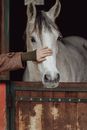 Horse in Stable Petted by Someone