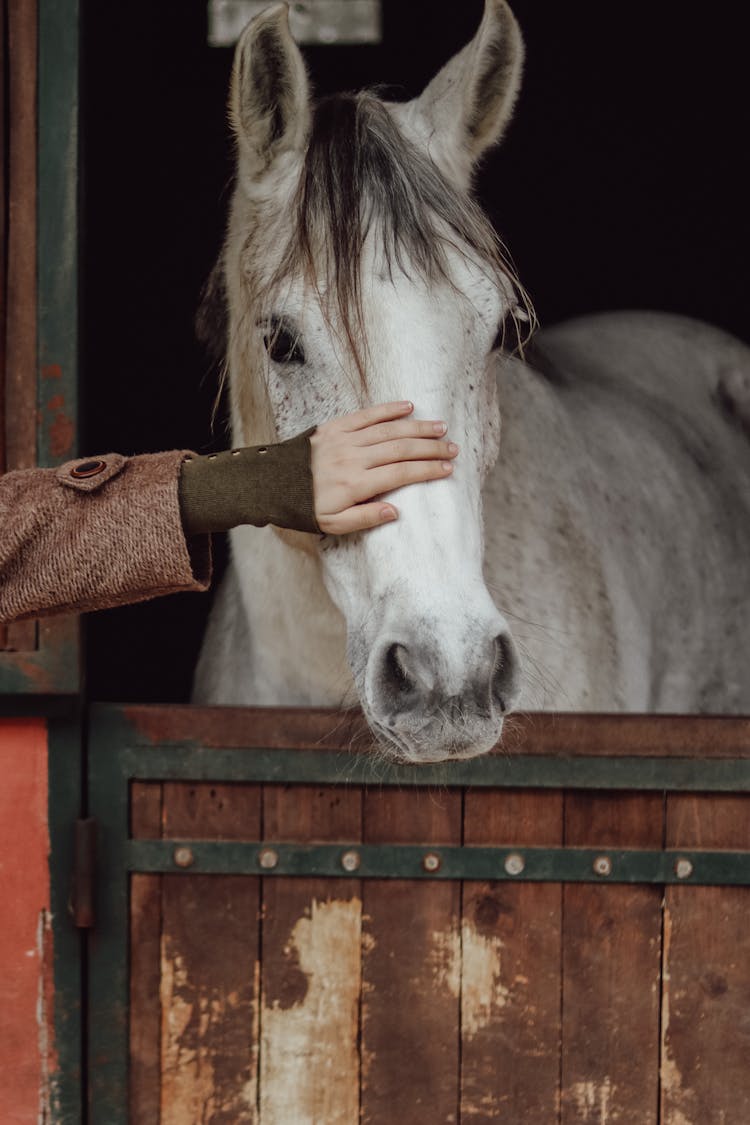 Horse In Stable Petted By Someone