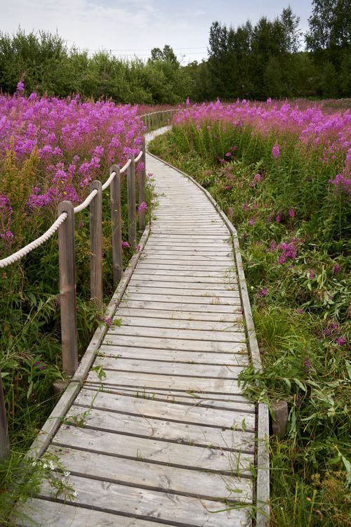 Free A narrow wooden pathway winding through a vibrant wildflower field under a clear summer sky. Stock Photo
