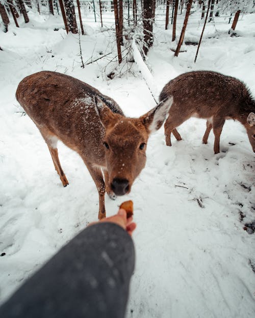 Free A Person Feeding Brown Deer on a Snow Covered Ground Stock Photo