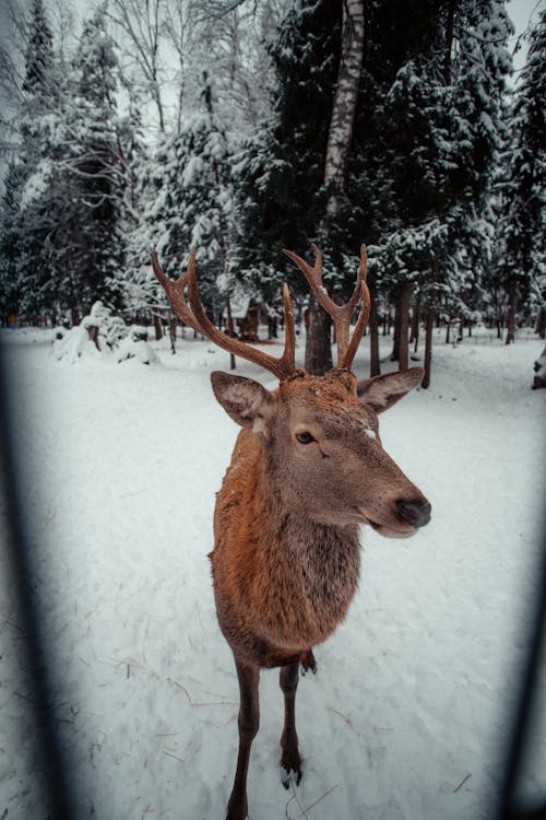 Free A Deer with Antler on a Snow Covered Ground Stock Photo