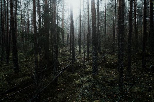 A serene, dense forest with tall trees and lush greenery, capturing the calmness of nature.