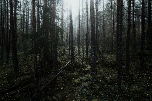 Free A serene, dense forest with tall trees and lush greenery, capturing the calmness of nature. Stock Photo