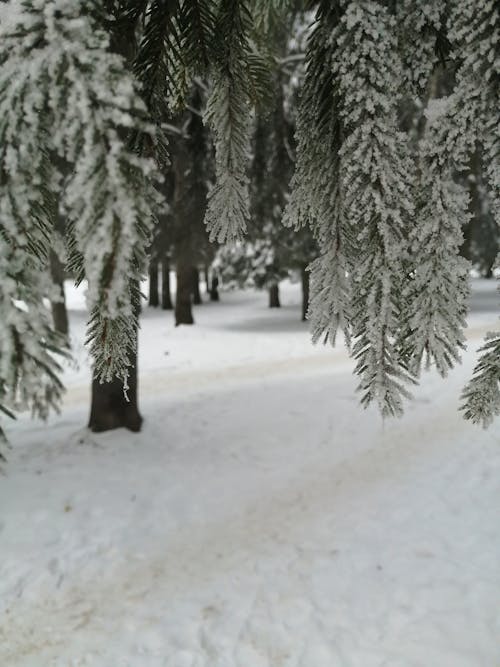 Kostnadsfri bild av frost, grenar, kall