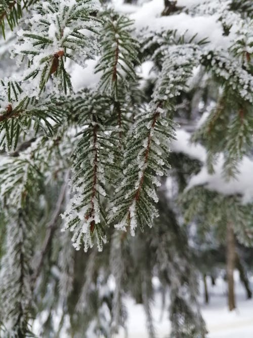 Fotobanka s bezplatnými fotkami na tému chladný, ihličnatý strom, mráz