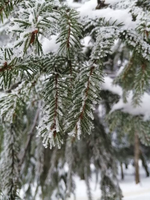 Free Close-up of frosted pine needles in a winter forest, showcasing the beauty of nature. Stock Photo