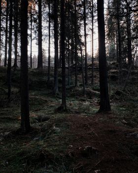 A serene forest landscape showcasing tall trees under the misty morning light.