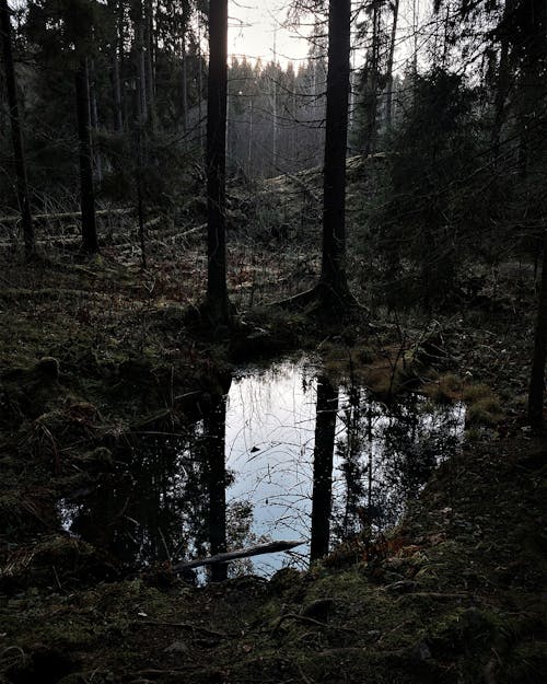 Trees in the Forest