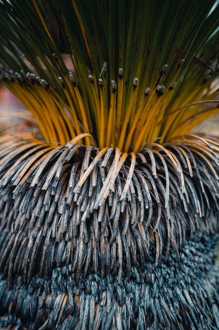 Close-up On Burnt Palm Tree