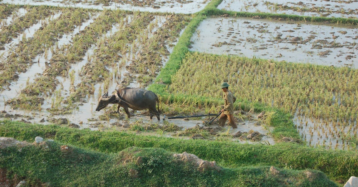 Paraguay: cómo evalúan inversores tierra, agua y logística en agronegocios Paraguay: cómo evalúan inversores tierra, agua y logística en agronegocios